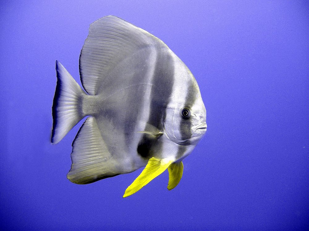 Free angelfish image, public domain animal CC0 photo. 