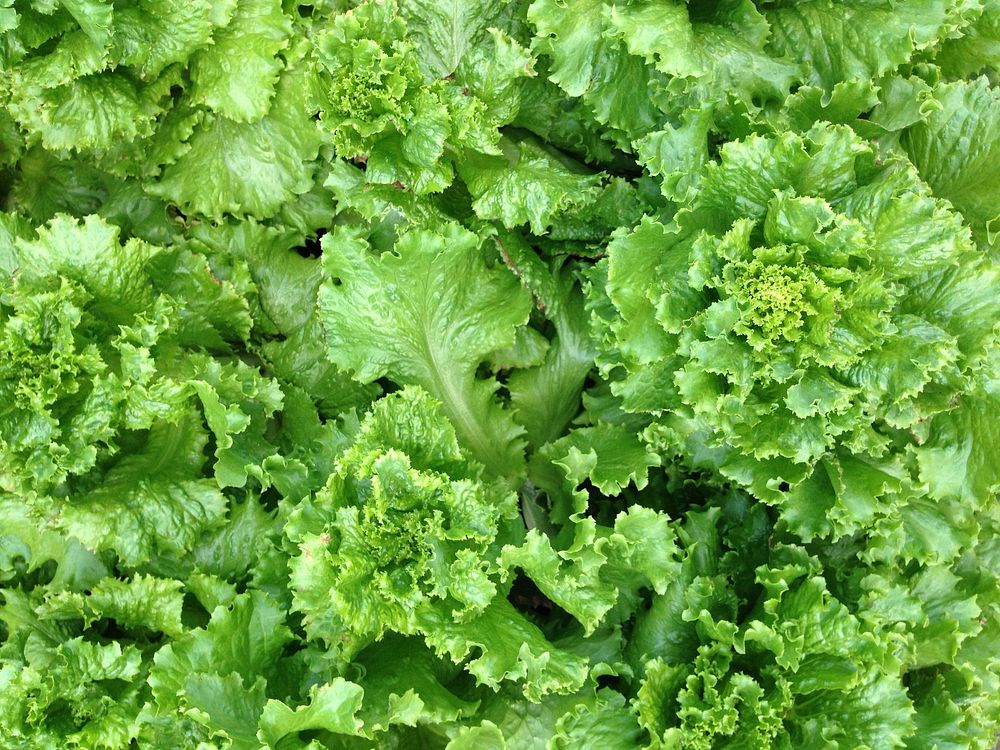 Free fresh bunch of lettuces image, public domain food CC0 photo