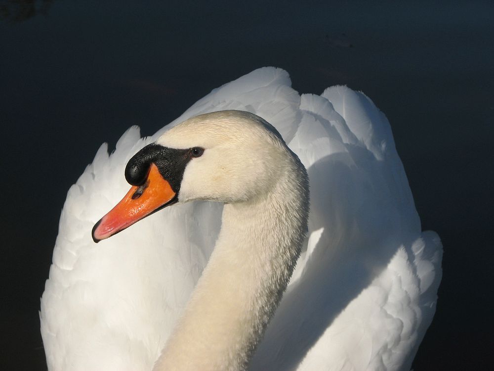 Free mute swan image, public domain animal CC0 photo.