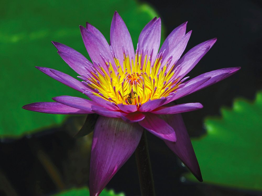 Free purple lotus image, public domain flower CC0 photo.