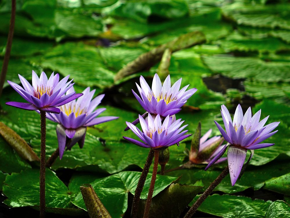 Free lotus image, public domain flower CC0 photo.