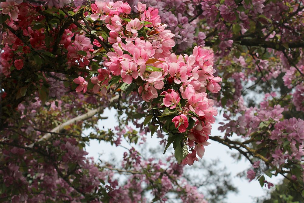 Free pink flower image, public domain spring CC0 photo.