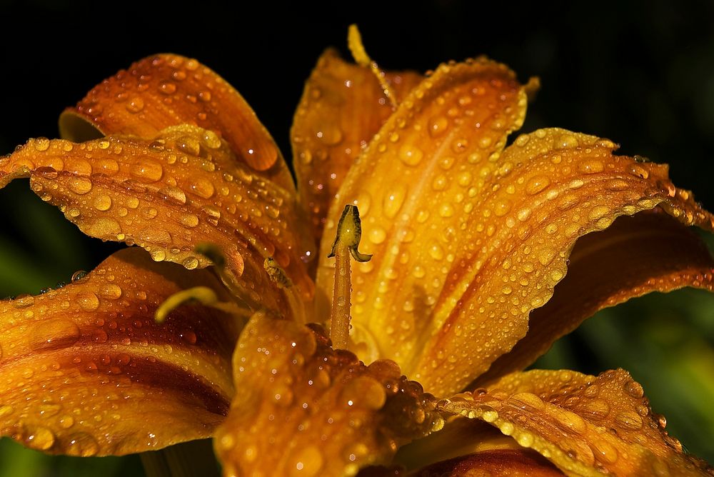 Free orange lily image, public domain flower CC0 photo.