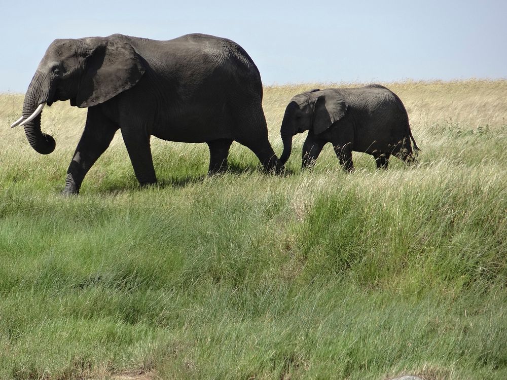 Free African elephant family image, public domain wild animal CC0 photo.