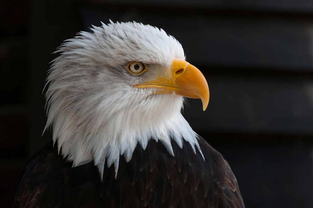 Free bald eagle head close up portrait photo, public domain animal CC0 image.