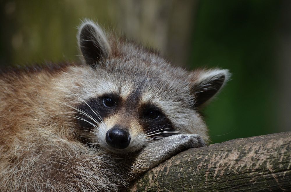 Free cute raccoon napping image, public domain CC0 photo.
