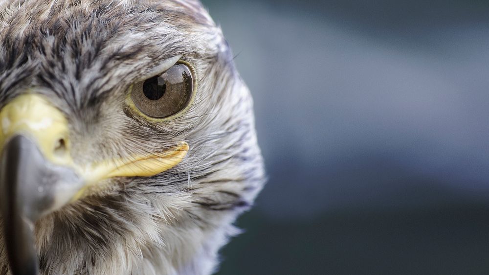 Free hawk's face closeup background image, public domain CC0 photo.