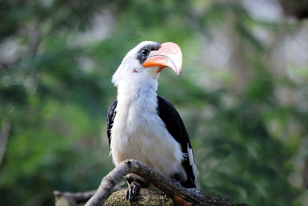 Free toucan bird on branch portrait photo, public domain animal CC0 image.