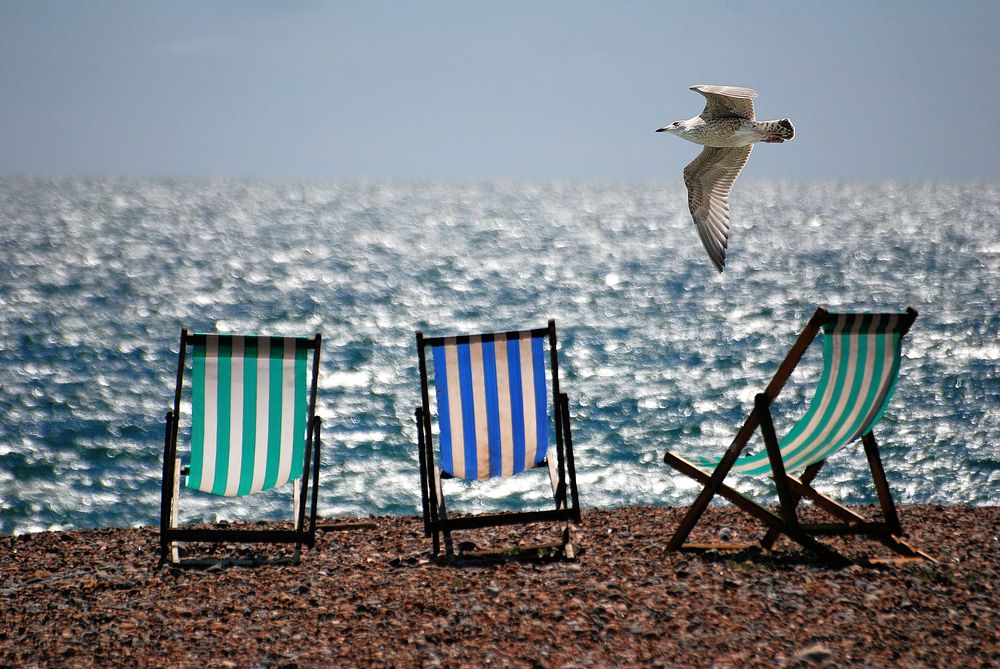 Free seagull by the beach portrait photo, public domain animal CC0 image.