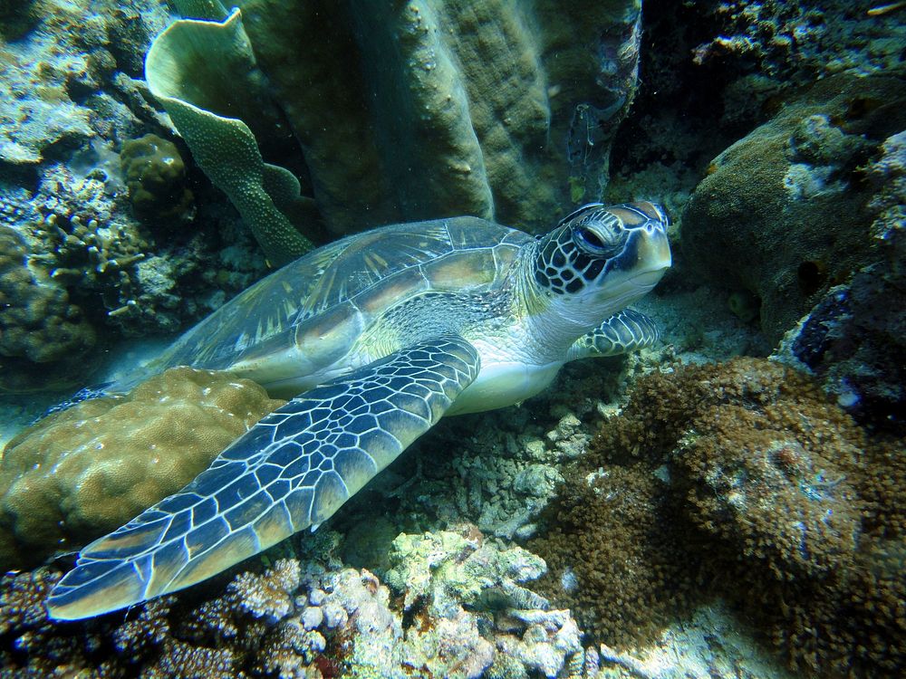 Free sea turtle image, public domain animalCC0 photo.