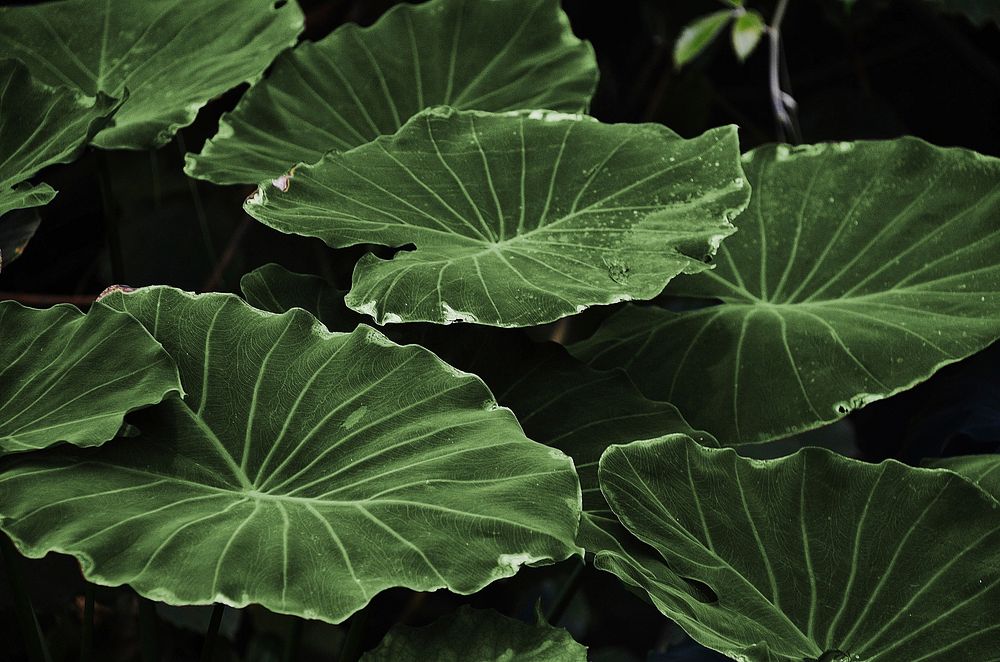 Free Alocasia leaf image, public domain plant CC0 photo.