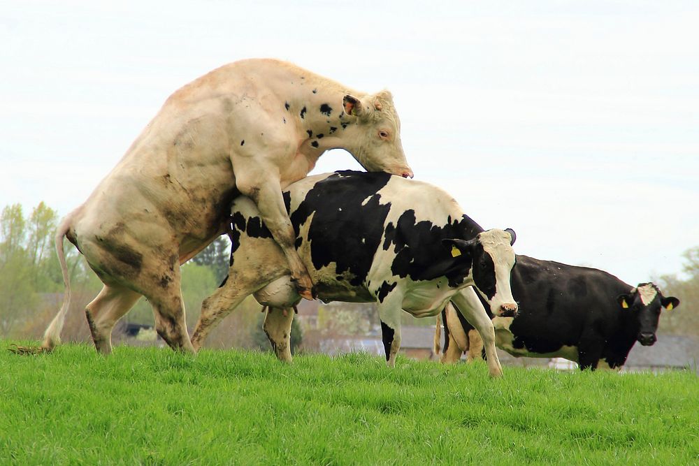 Free cow mating image, public domain animal CC0 photo.