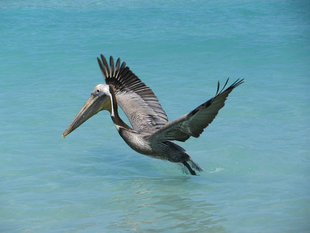 Free pelican bird landing on water portrait photo, public domain animal CC0 image.