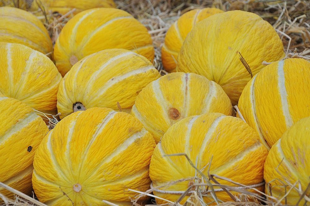 Free yellow Korean melon background photo, public domain fruit CC0 image.