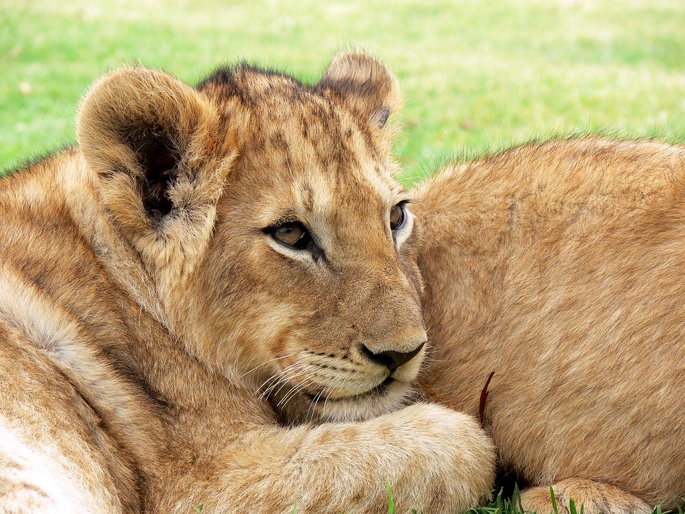 Free cute lion background, wildlife image, public domain CC0 photo.