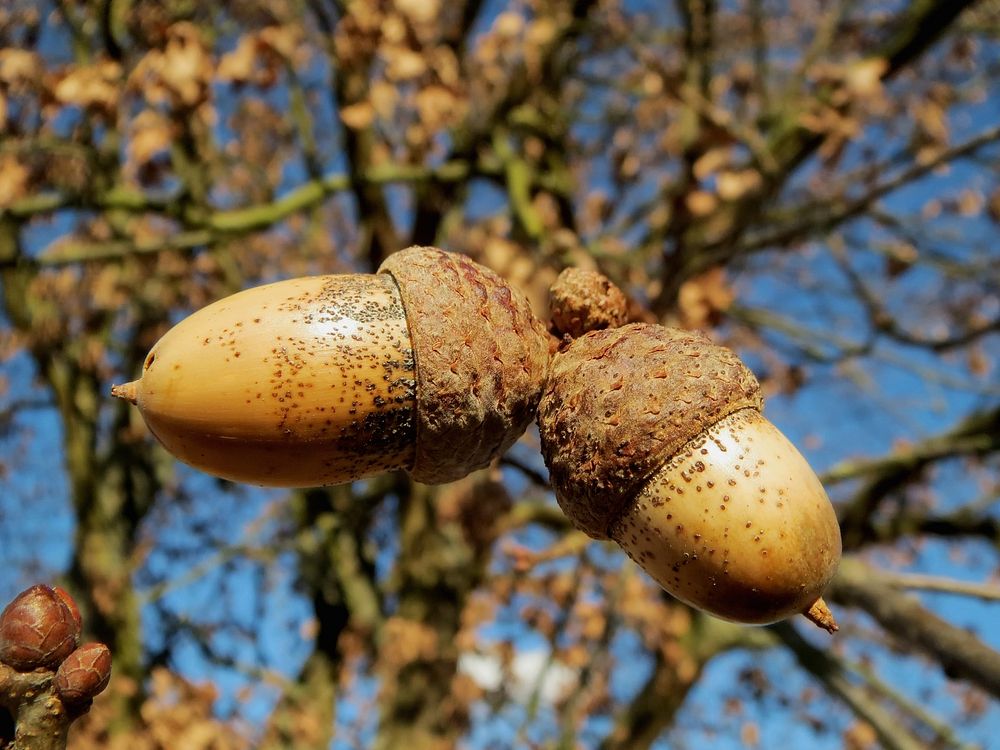 Free focused acorn tree image, public domain food CC0 photo.