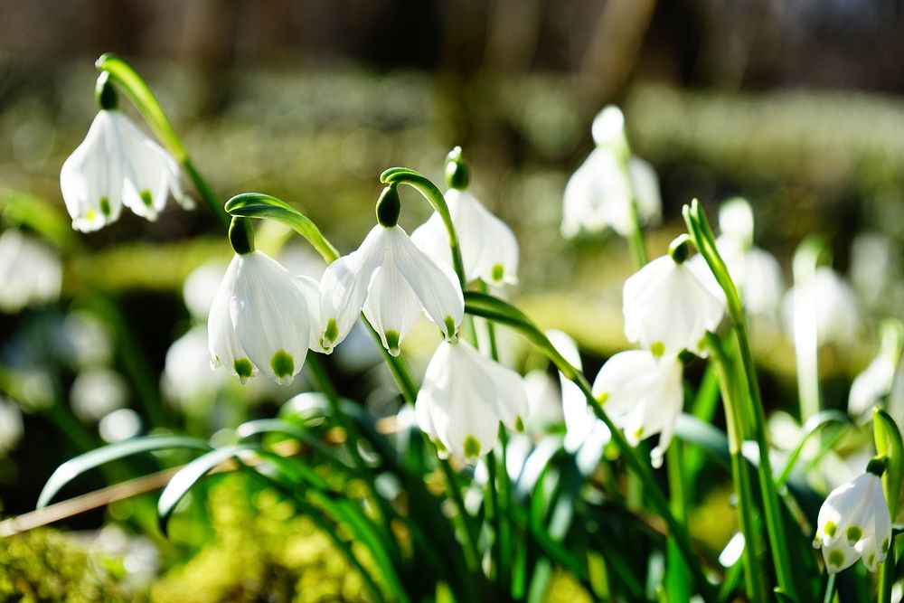 Free snowdrops image, public domain flower CC0 photo.