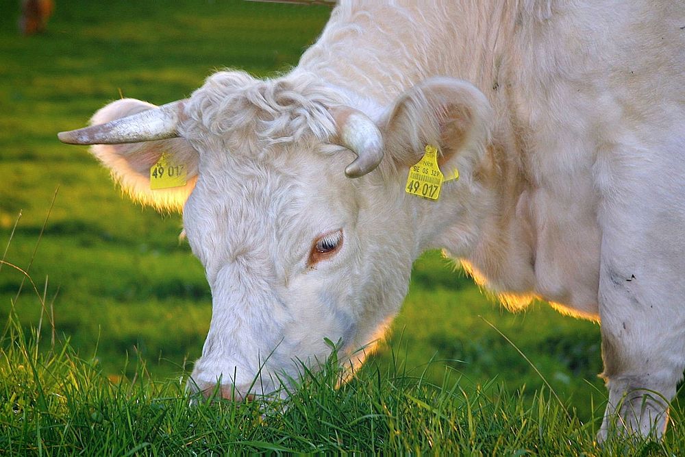 Free young cow eating grass image, public domain animal CC0 photo.