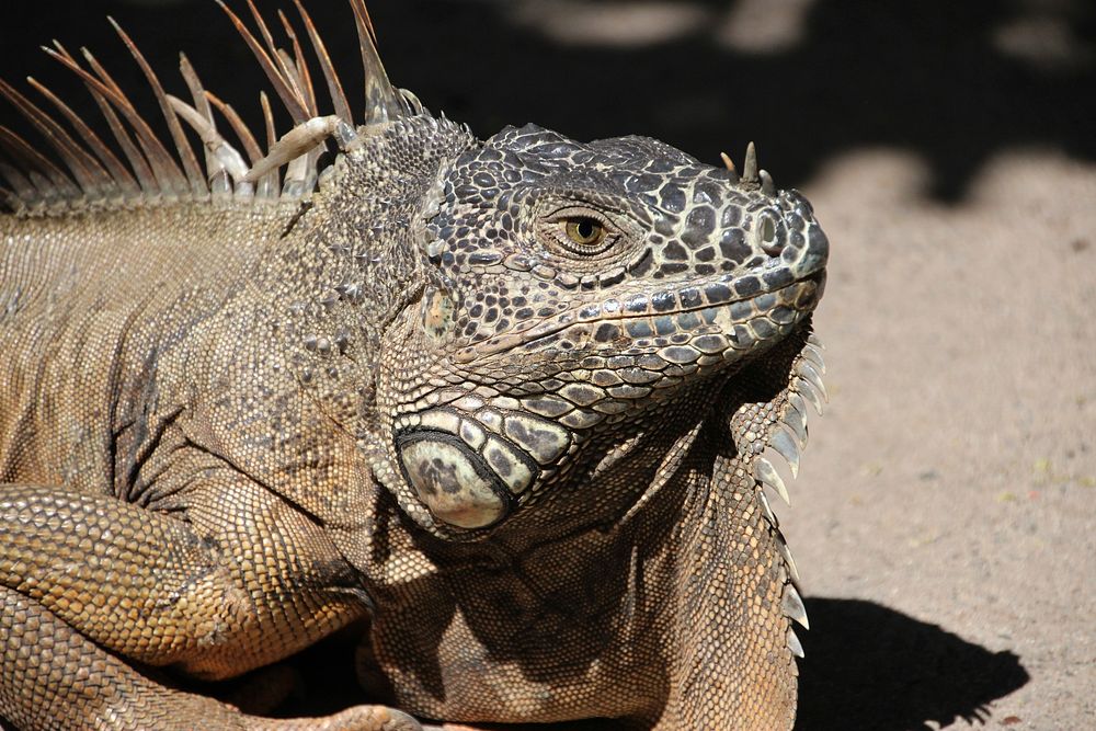 Free close up green iguana's head image, public domain animal CC0 photo.