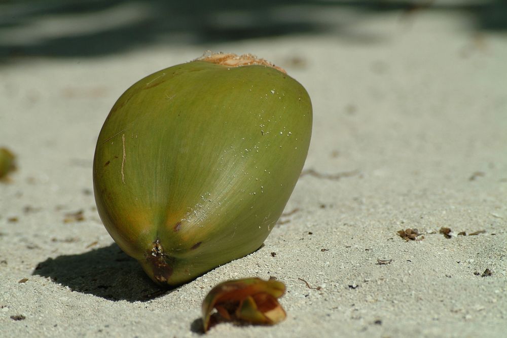 Free closeup of young green coconut on sand, public domain CC0 photo.