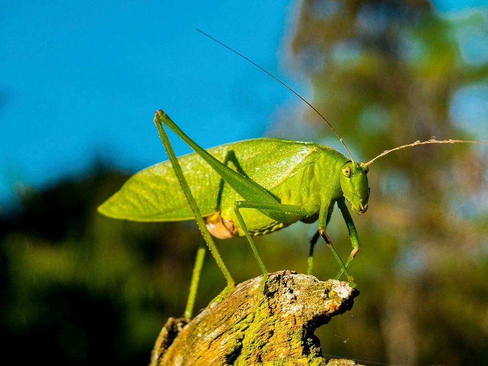 Free grasshopper image, public domain animal CC0 photo.