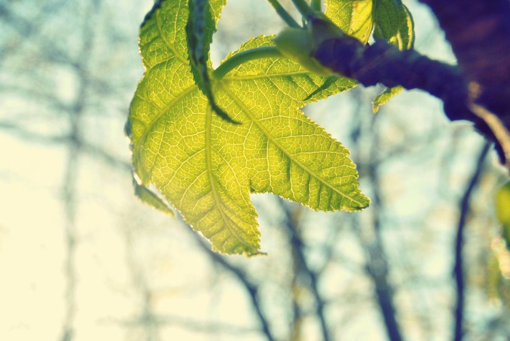 Free green leaves image, public domain plant CC0 photo.