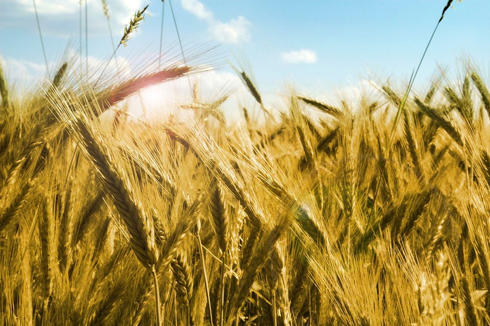 Free wheat photo, public domain nature CC0 image.