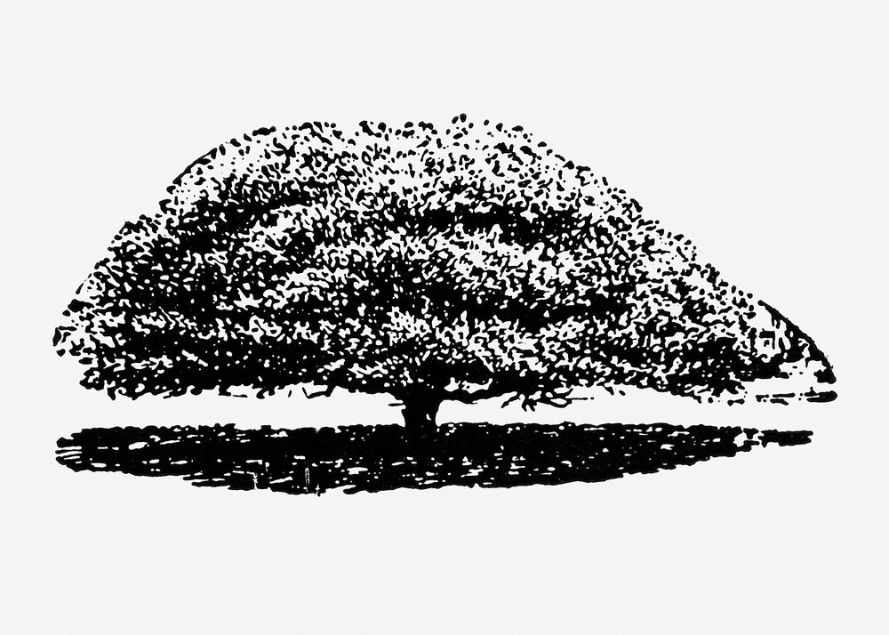 Tree hand drawn illustration, digitally enhanced from our own original copy of The Open Door to Independence (1915) by…