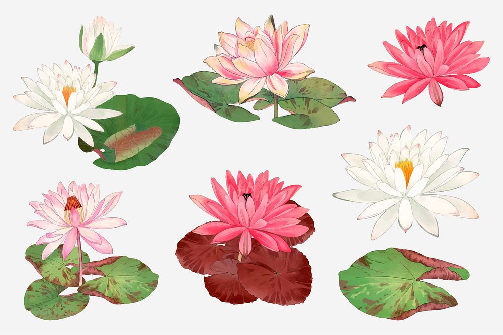 Lotus flower collage element, vintage Japanese art painting vector set