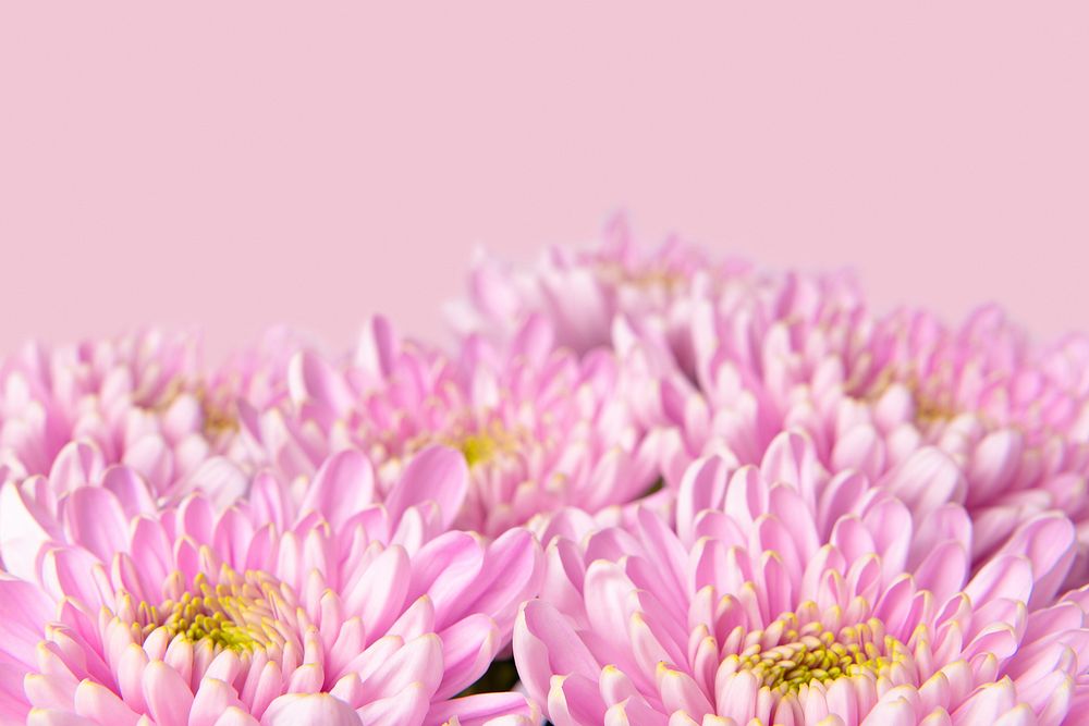 Pink chrysanthemum flower background, design space psd