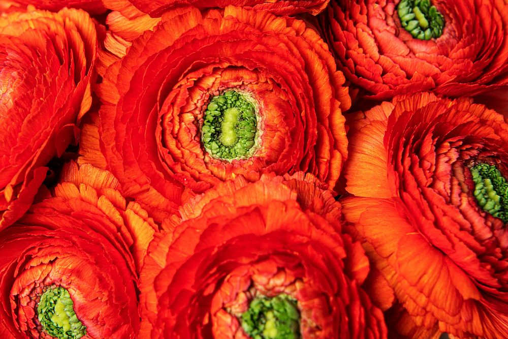 Orange ranunculus background, flower macro shot