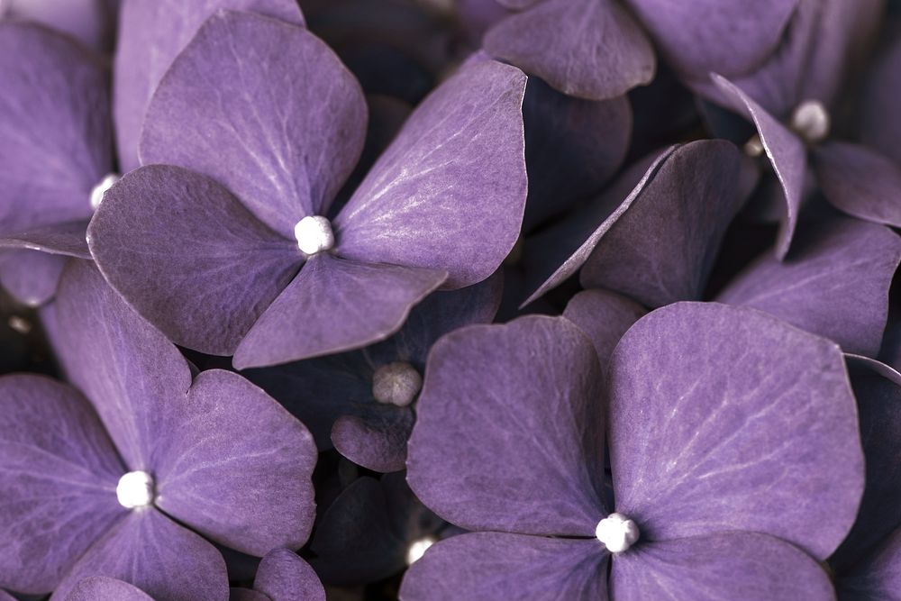 Purple hydrangea background, flower macro shot