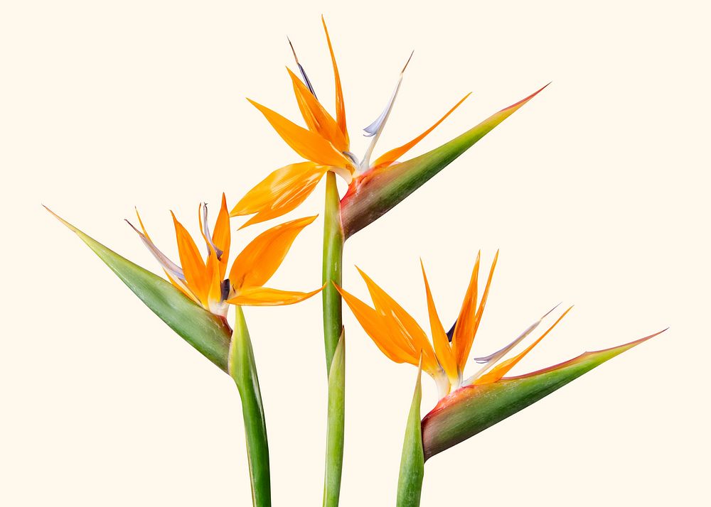 Bird of paradise flowers, collage element psd