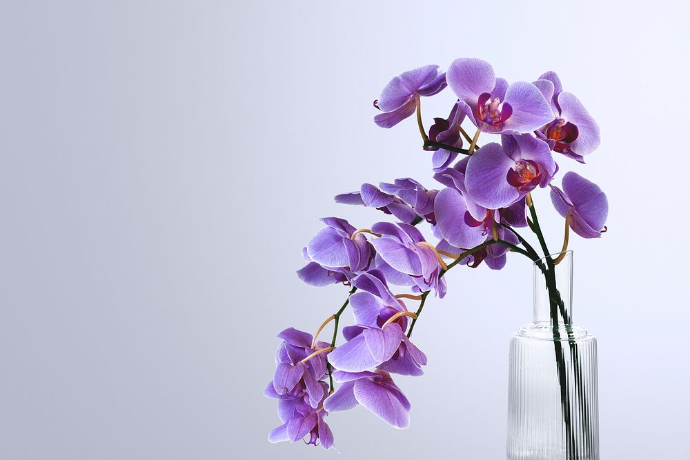 Purple orchid background, flower in vase with design space