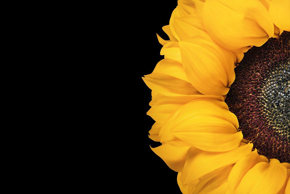 Sunflower border, black background, design space