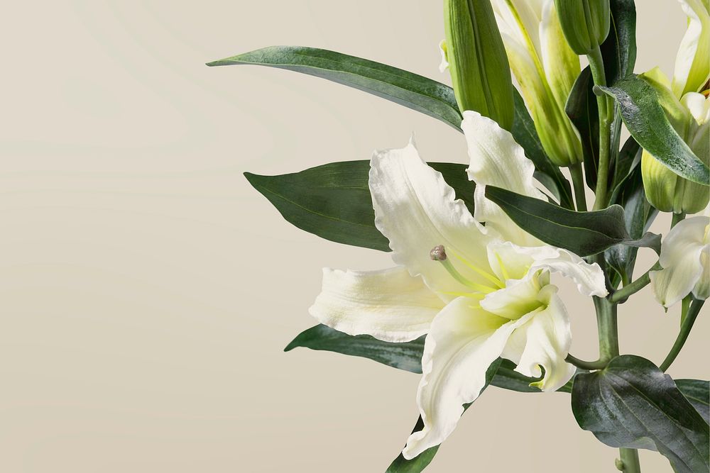 White lily flower, beige background, design space psd