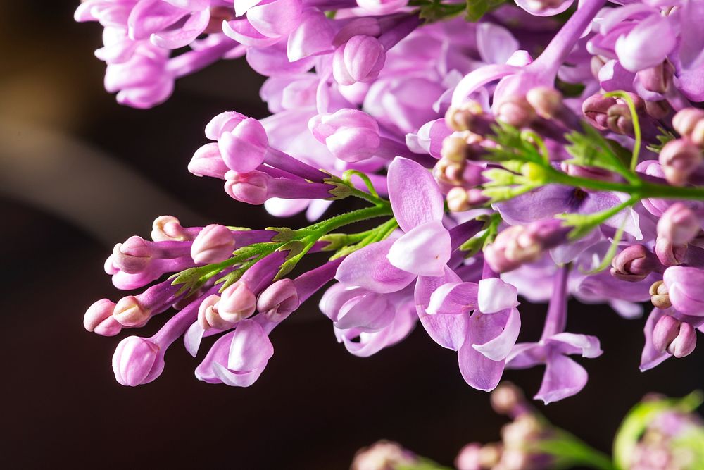 Lilac background, flower macro shot