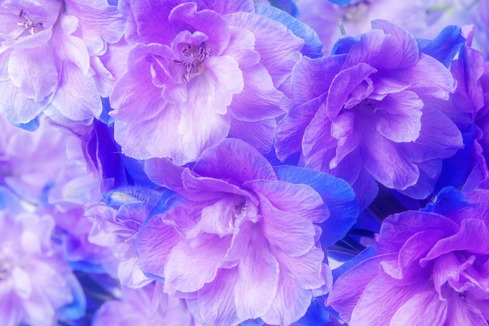 Purple delphinium background, flower macro shot