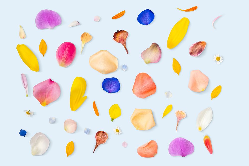 Colorful flower petals background, design space