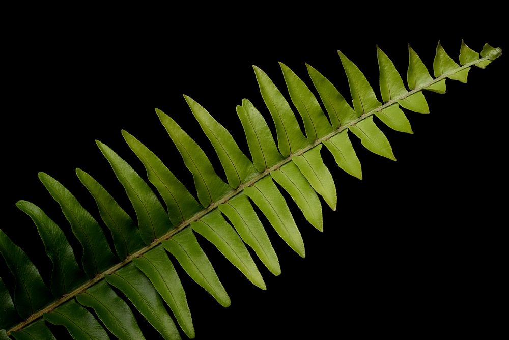 Free fern image on black background, public domain plant CC0 photo.
