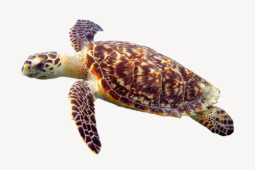 Sea turtle sticker, sea animal image psd