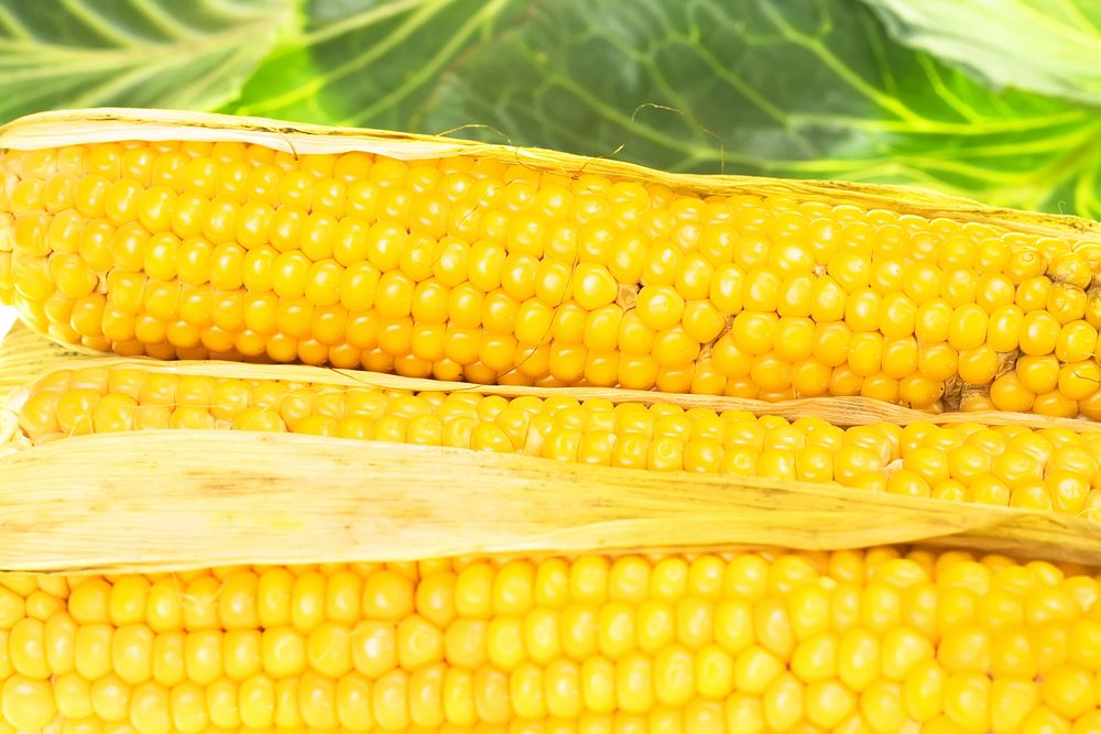 Free close up of corn image, public domain food CC0 photo.