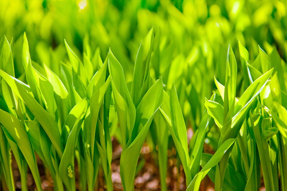  Free green grass image, public domain plant CC0 photo.