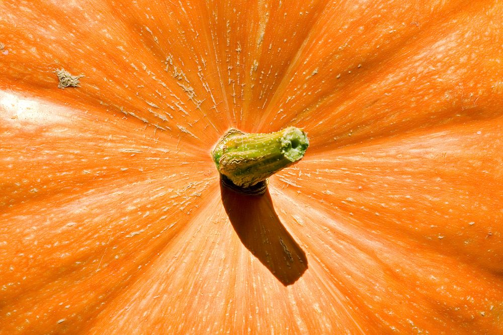 Free pumpkin stem image, public domain food CC0 photo.