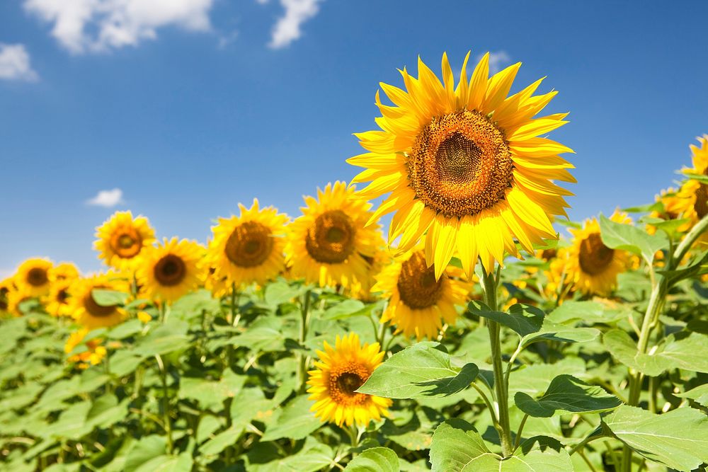 Free sunflower background image, public domain flower CC0 photo.