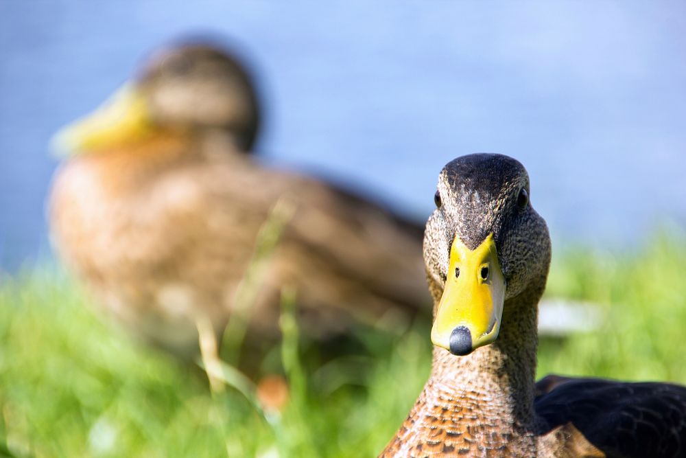 Free close up two ducks image, public domain animal CC0 photo.