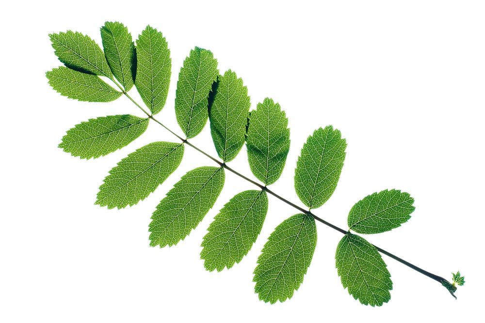 Free leaf isolated on white background image, public domain plant CC0 photo.