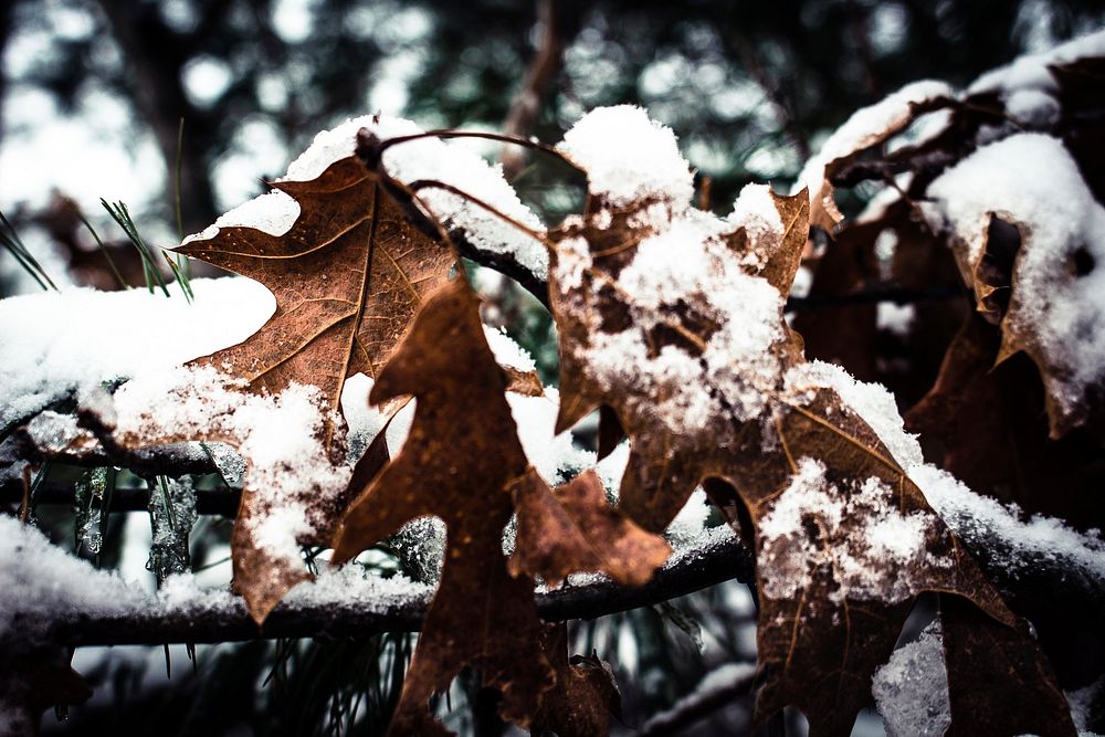 Free snow covered leaves photo, public domain winter CC0 image.
