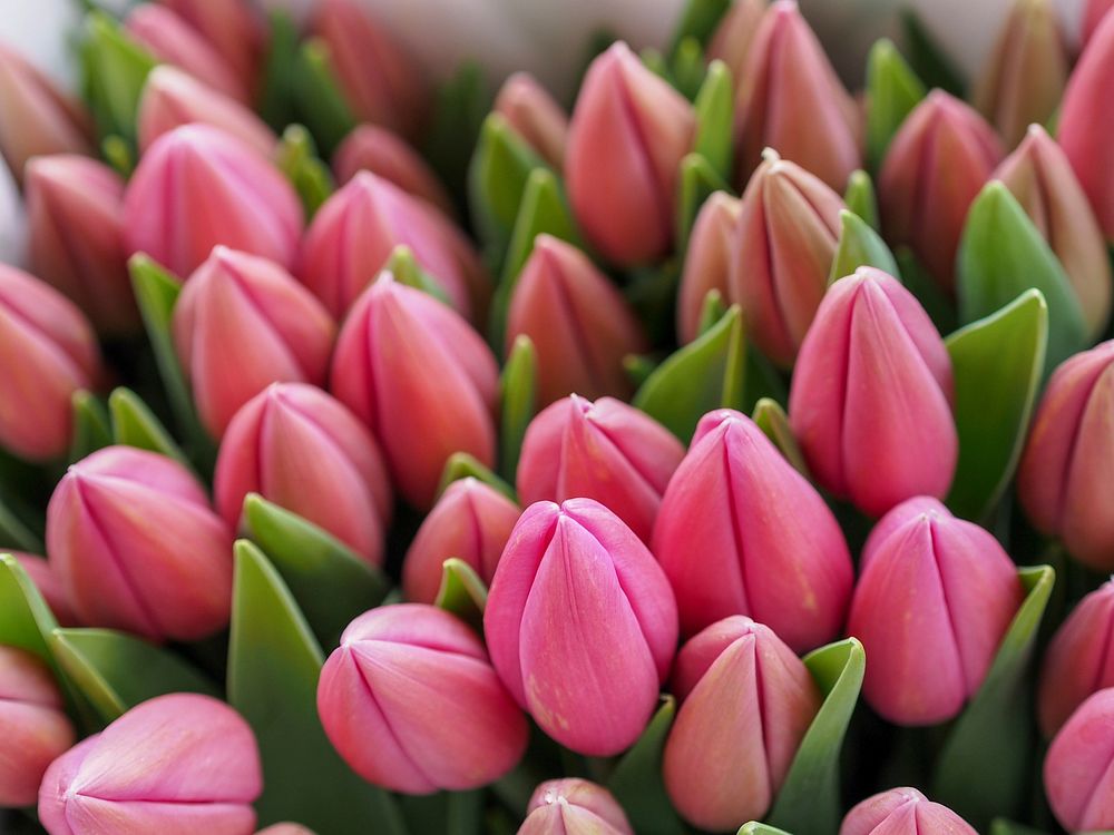Free pink tulip image, public domain flower CC0 photo.