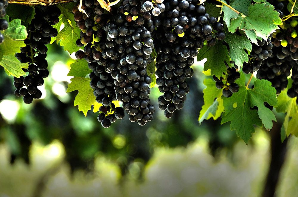 Free grape photo, public domain fruit CC0 photo.